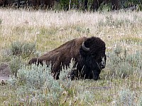 Yellowstone (38).JPG